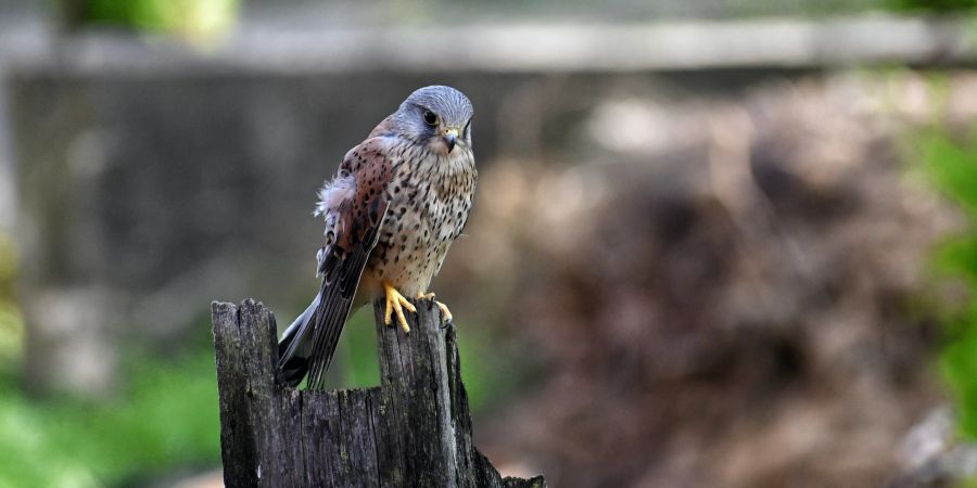 mäusebussard