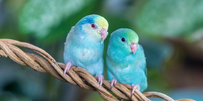 Parrotlet