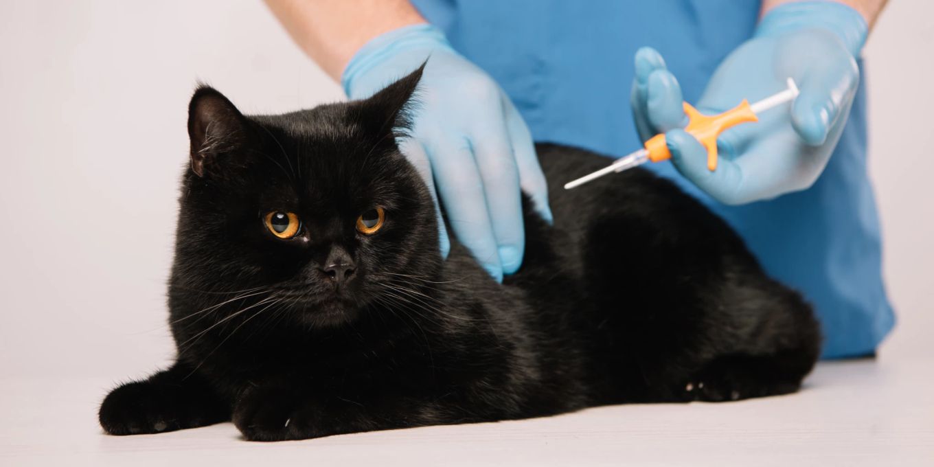 was kostet ein chip für katzen