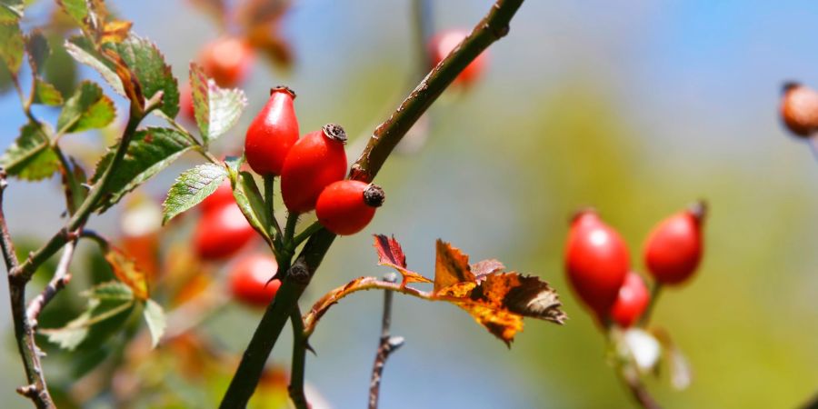 Beeren, Hagebutten, Sträucher: Der Herbst ist vielfältig und bietet Deko-Inspiration.