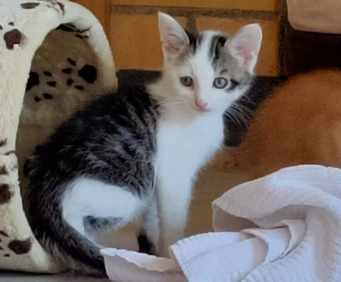Die Mutter der beiden Kleinen stammt von einem Bauernhof. Tier des Monats Tierheim Strubeli