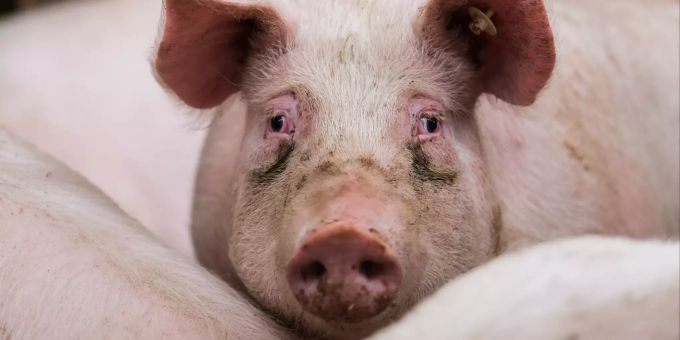 Ein Mastschwein steht in Bodenheim in seinem Stall. Afrikanische Schweinepest schwein