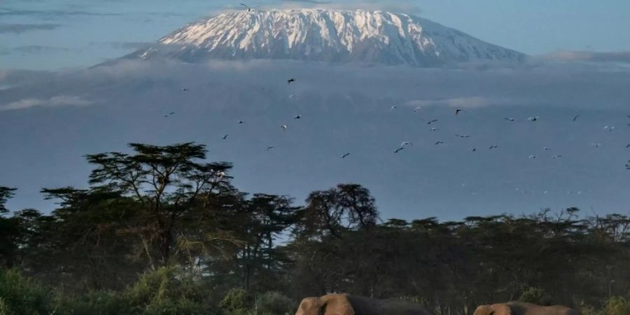 Elefanten in Kenia