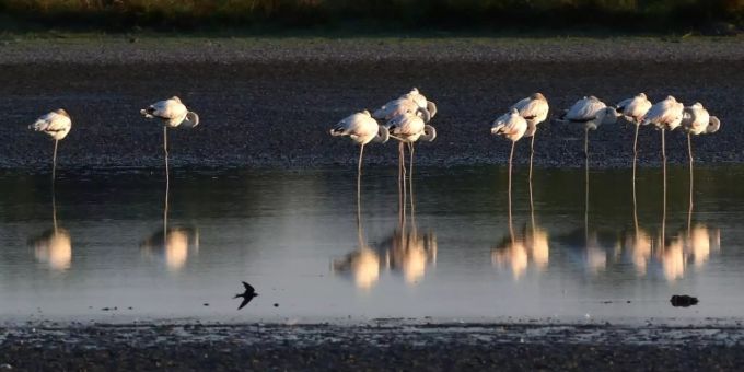 Flamingos in Spanien Flamingos in Spanien