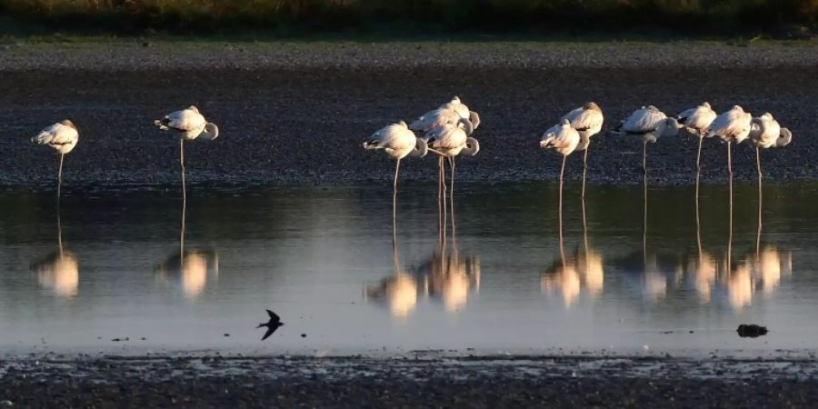 Flamingos in Spanien