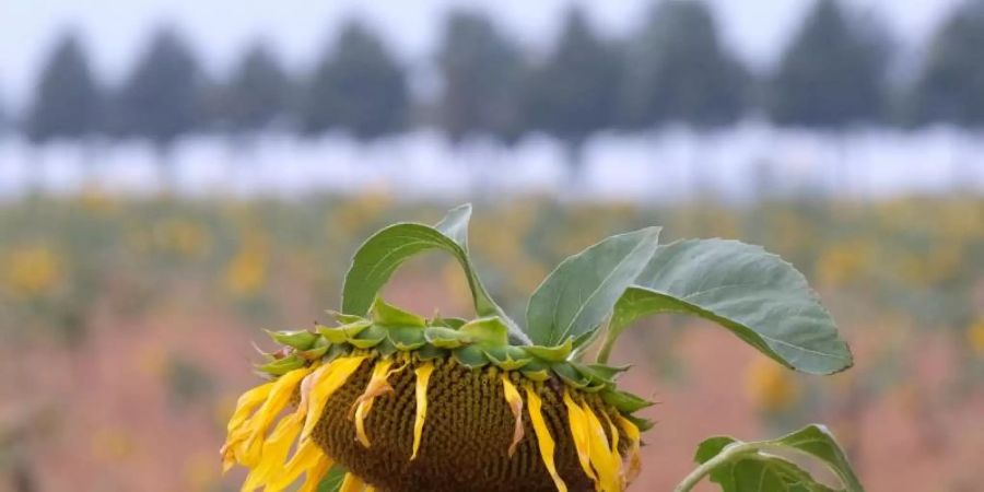 Verblühte Sonnenblume auf einem Feld in Nordsachsen. In den kommenden Tagen wird wechselhaftes Wetter erwartet. Foto: Sebastian Willnow/dpa-Zentralbild/dpa