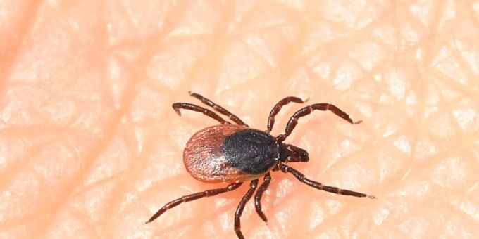Zeckenstiche haben in der Schweiz bisher zu weniger Fällen von Frühsommer-Meningoenzephalitis (FSME) und Borreliose geführt als im Vorjahr. (Archivbild) Zeckenstiche haben in der Schweiz bisher zu weniger Fällen von Frühsommer-Meningoenzephalitis (FSME) und Borreliose geführt als im Vorjahr. (Archivbild)