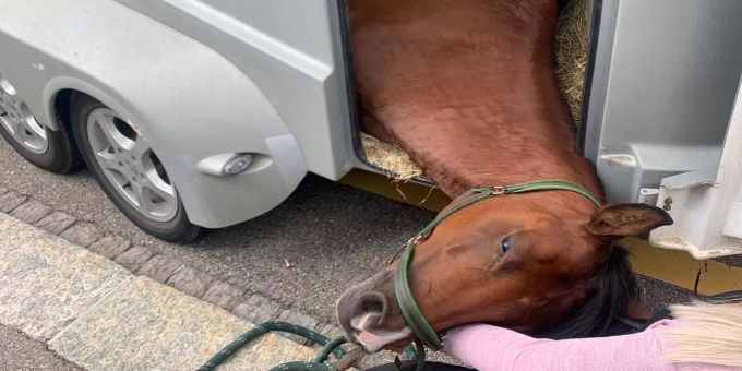 Die Stadtpolizei St. Gallen musste dem gestürzten Pferd helfen. Pferd St. Gallen