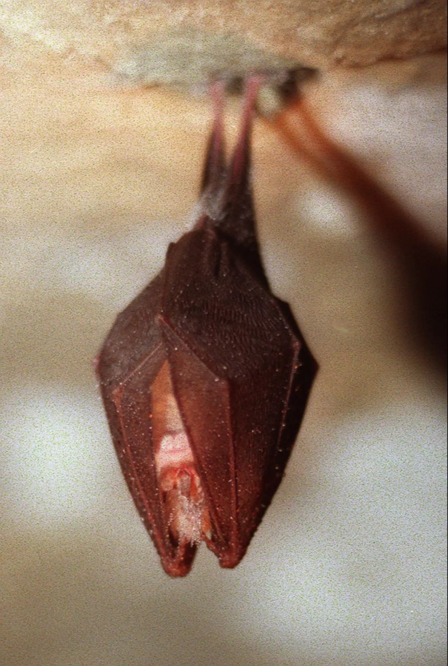 Hufeisennasen Fledermaus