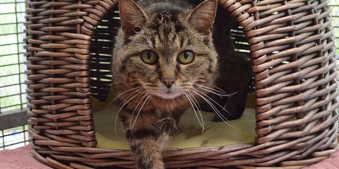 Katzendame Mizi sucht ein Zuhause Mizi