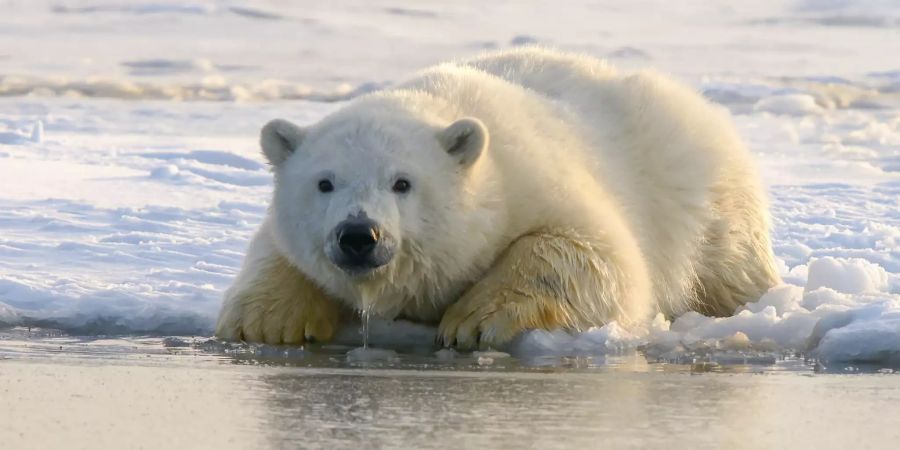 Eisbären sind faszinierende Tiere.