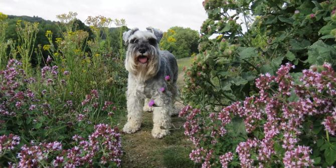 Hund in Garten