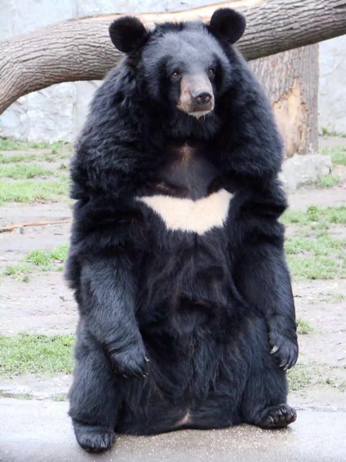 Ein Kragenbär treibt sich im Stadion von Fukushima herum. (Symbolbild) Bär