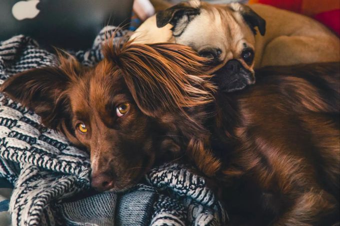 Räumliche und zeitliche Desorientiertheit sind Anzeichen für Katzen- und Hundedemenz. Zwei Hunde auf Sofa.