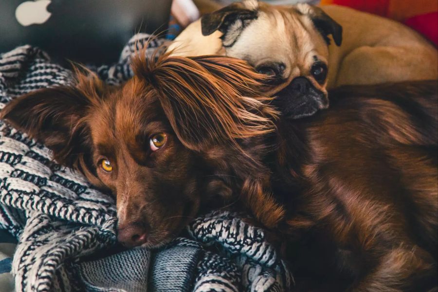 Zwei Hunde auf Sofa.