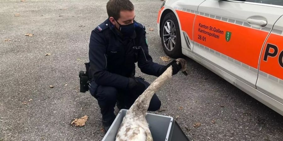 Der Jungschwan hatte sich in einer Angelschnur verfangen, ein Passant rettete das verletzte Tier.
