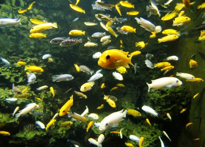 Buntbarsch-Arten im Zürcher Zoo. Buntbarsche
