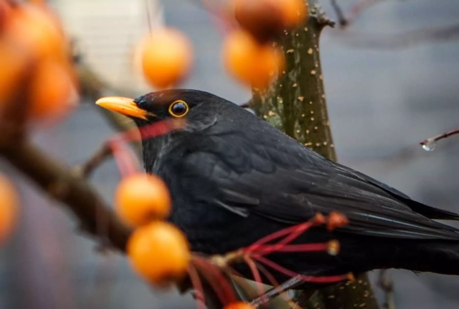 Amsel