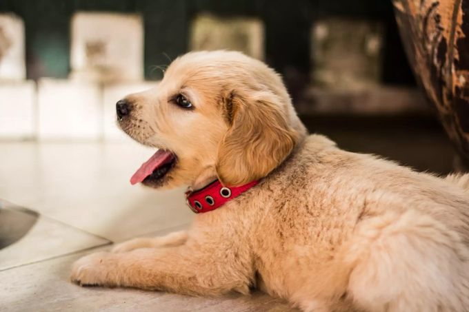 Hundebabys brauchen ihre Mama, mindestens bis zur achten Woche. Hundewelpe.