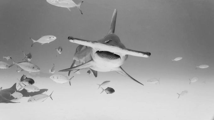 Die Fotografien von Gillian Shark können Sie auf Ihrer Webseite gillianshark.com oder über den Instagram Account kaufen. Haifisch.