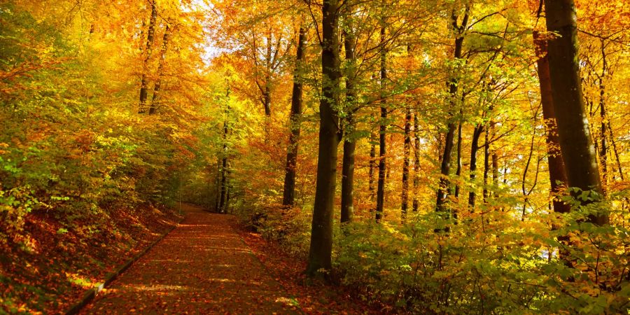 Wald beim Schluefweg in Kloten.