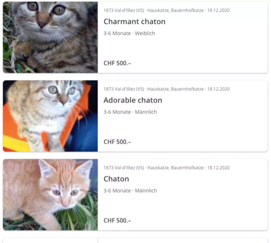 tiere katzen