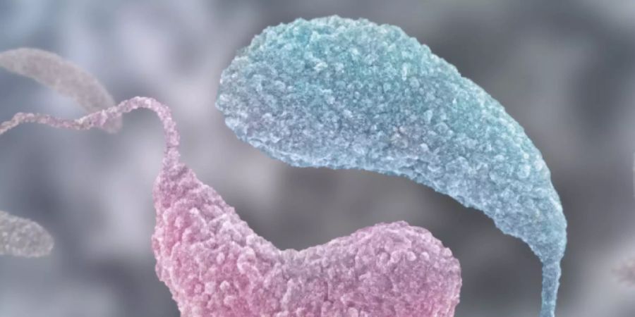 Zwei konkurrierende Signalmoleküle bestimmen den Lebensstil des Bakterium Caulobacter (pink: Schwärmerzelle mit hohem ppGpp-Level, blau: sesshafte Form mit hohem c-di-GMP-Level).