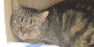 Tier des Monats - Anneli bevorzugt ein ruhiges Zuhause mit einer Zweitkatze