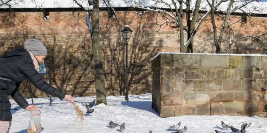 Claudia Schneider füttert vor der Nürnberger Stadtmauer Tauben. Die Corona-Krise und auch die Kälte setzen den Stadttauben zu. Die Stadt hat Ehrenamtlichen eine Ausnahmegenehmigung vom allgemeinen Fütterungsverbot erteilt. Foto: Daniel Karmann/dpa