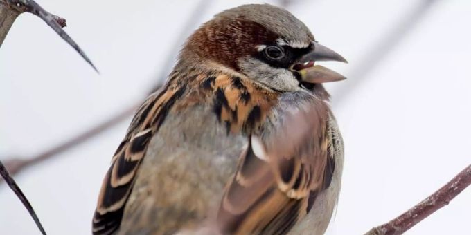 Ein Haussperling auf einem Ast in Berlin. Foto: picture alliance Spatz