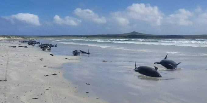 Gestrandete Grindwale auf den Chatham-Inseln. (Archiv) Neuseeland