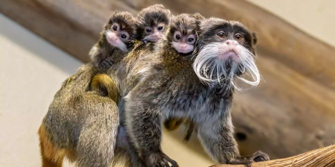 Drillinge für Kaiserschnurrbarttamarine im Tiergarten Schönbrunn