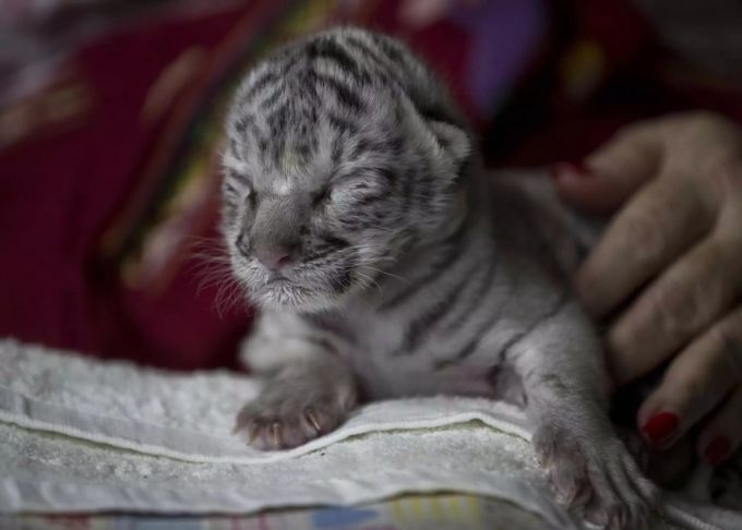 Seltener Weisser Tiger In Zoo In Nicaragua Geboren