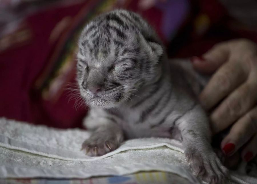 weiss tiger nieve nicaragua