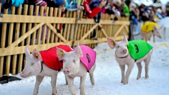 Die Athleten beim «Hotschrennen» in Klosters. Silvester