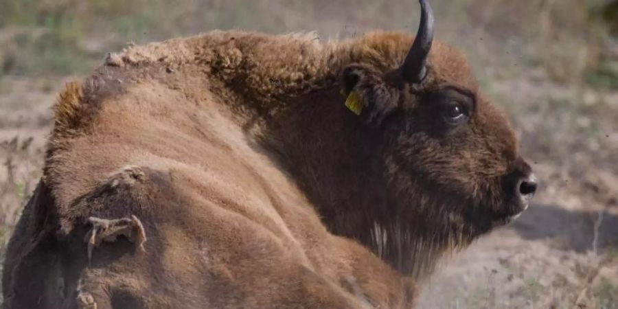 Ein Wisent liegt auf einer Wiese im Nationalpark Unteres Odertal unweit dem Schloss Criewen in Brandenburg. Foto: Patrick Pleul/dpa-Zentralbild/dpa