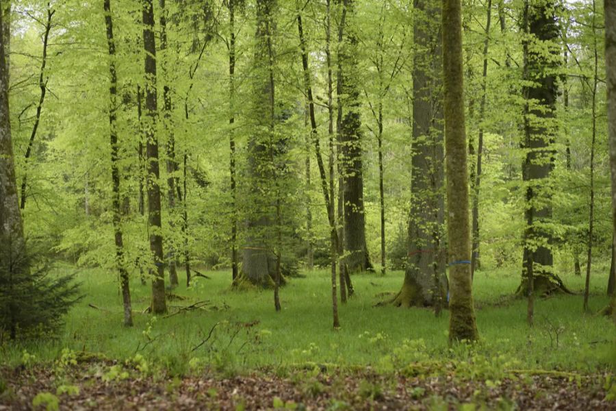 Wald