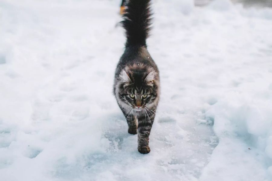 Katze im Schnee.