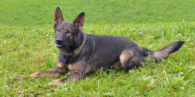 Polizeihund Rusty.
