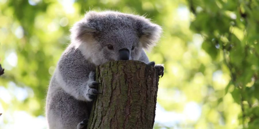 Koala Australien Natur Spenden