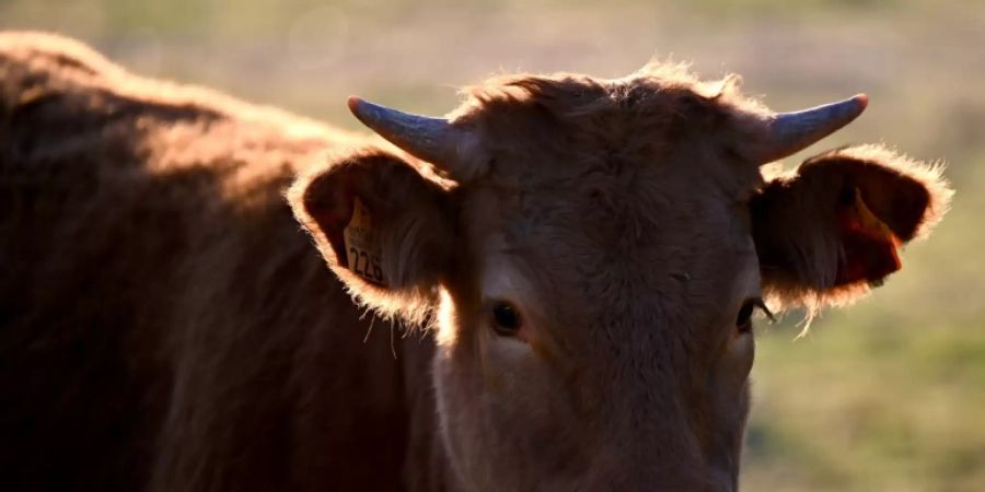 Rind auf einer Weide