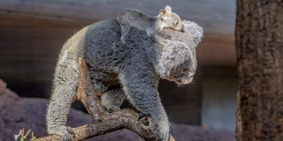 Koala Pippa mit ihrem Jungtier.