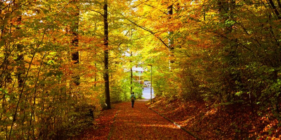 Wald beim Schluefweg in Kloten.