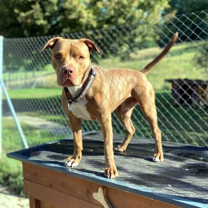 Als Pit Bull Terrier braucht Pasa in manchen Kantonen eine Haltebewilligung oder ist verboten. Pit Bull Terrier