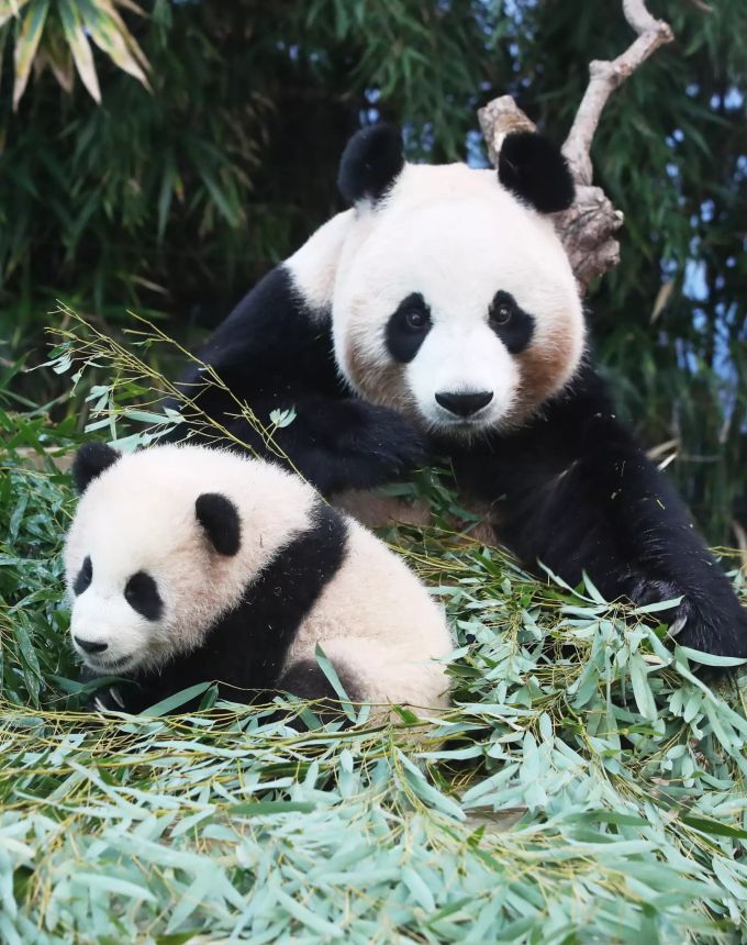 Fu Bao und seine Mutter Ai Bao im Everland Zoo in Yongin, Südkorea. (4. Januar 2021) fu bao