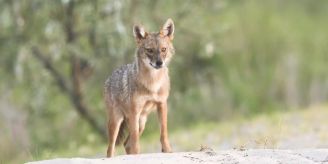 Soll erlegt werden - Ein Goldschakal auf Sylt - ungewöhnlich? Soll erlegt werden - Ein Goldschakal auf Sylt - ungewöhnlich?