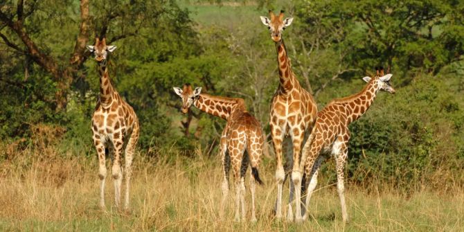 Rothschild-Giraffen