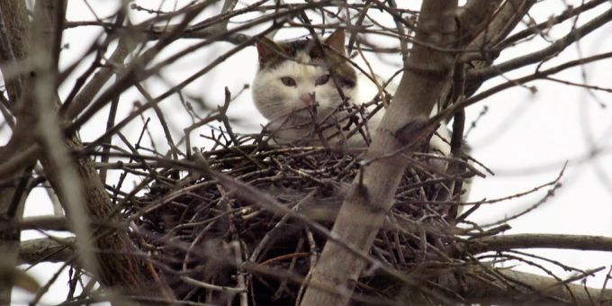 In Stettlen musste eine Katze vom Baum geholt werden. (Symbolbild) Katze auf Baum