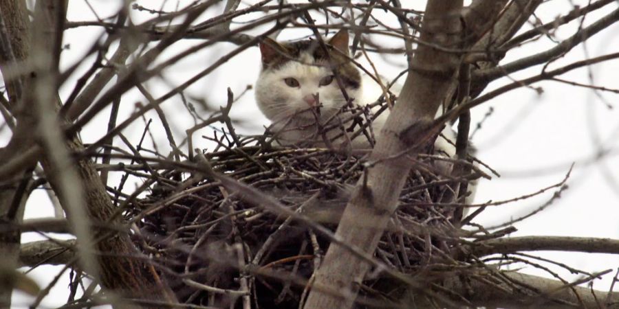 Katze auf Baum