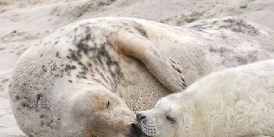 Eine junge Kegelrobbe und das Muttertier liegen am am Strand der Düne vor der Hochseeinsel Helgoland. Foto: picture alliance / dpa